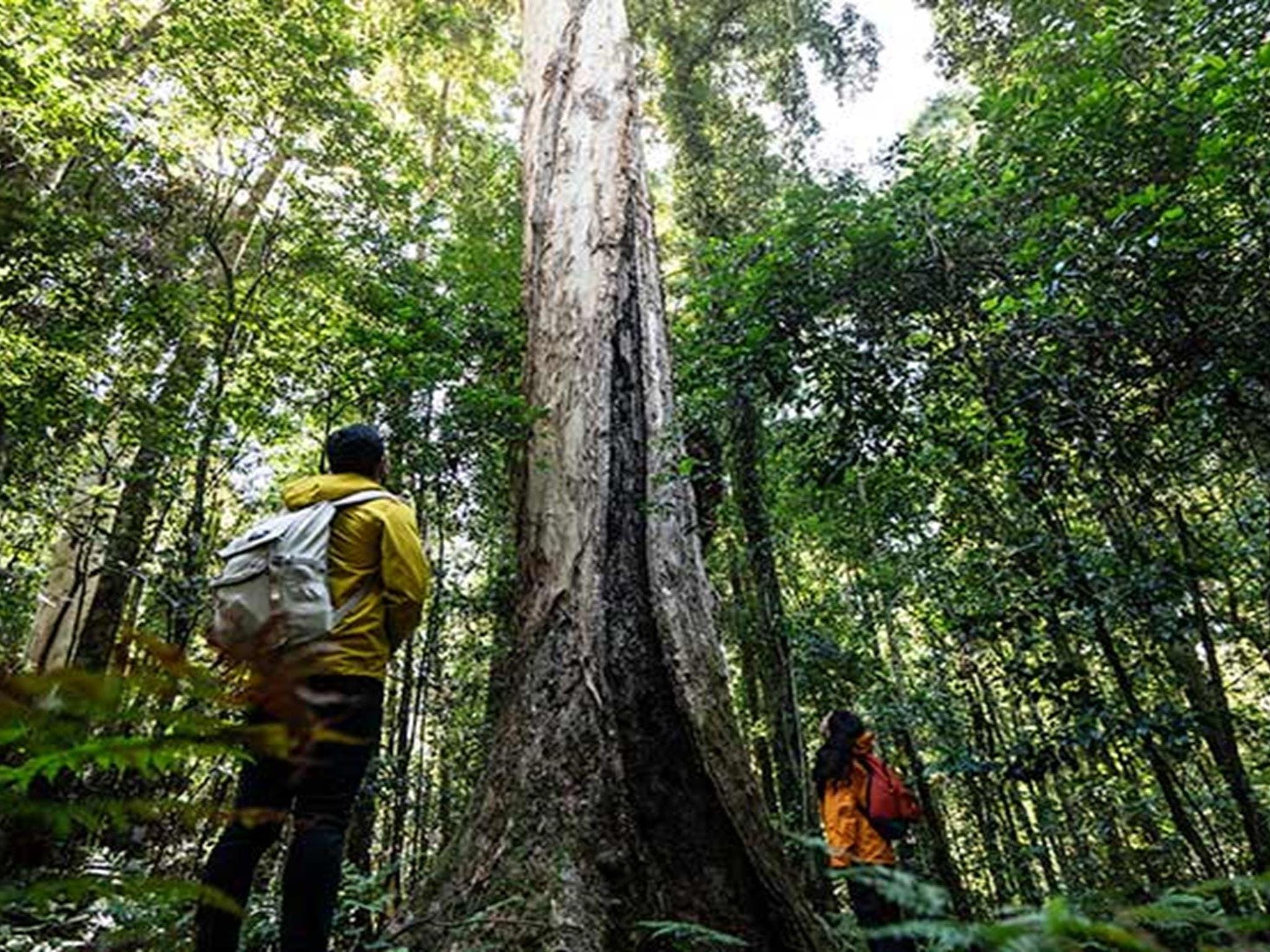 Barrington Tops National Park - Creative Valleys